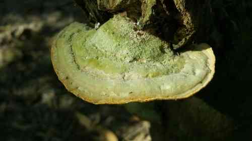Lumpy bracket (Trametes gibbosa) thumbnail 2