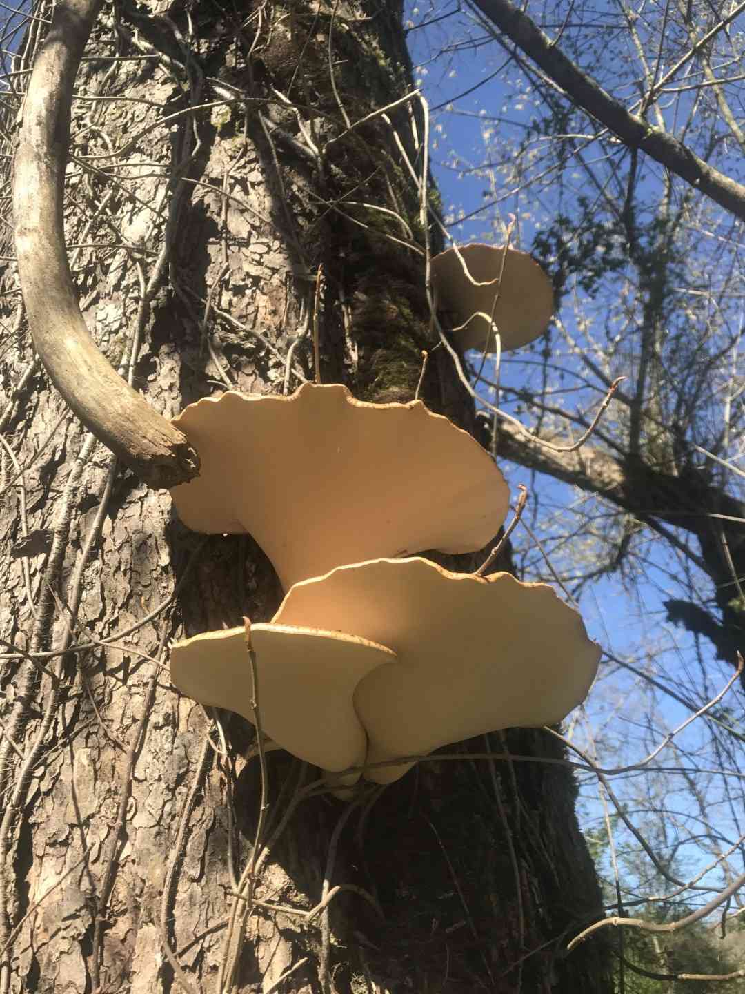 Dryad's saddle (Cerioporus squamosus) thumbnail 2