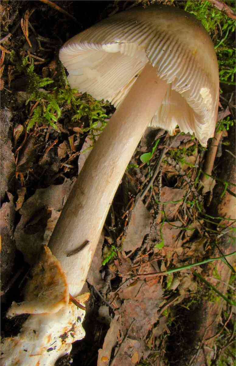 Umber-zoned ringless amanita (Amanita battarrae) thumbnail 2