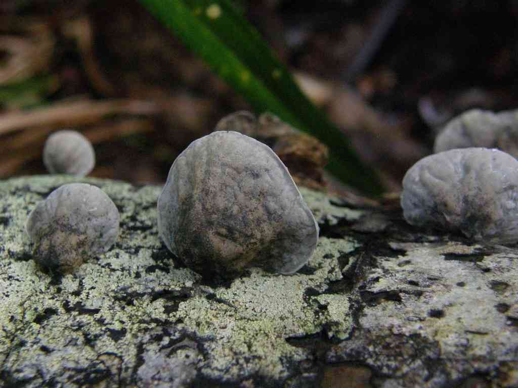 Campanella tristis (Campanella tristis) thumbnail 2