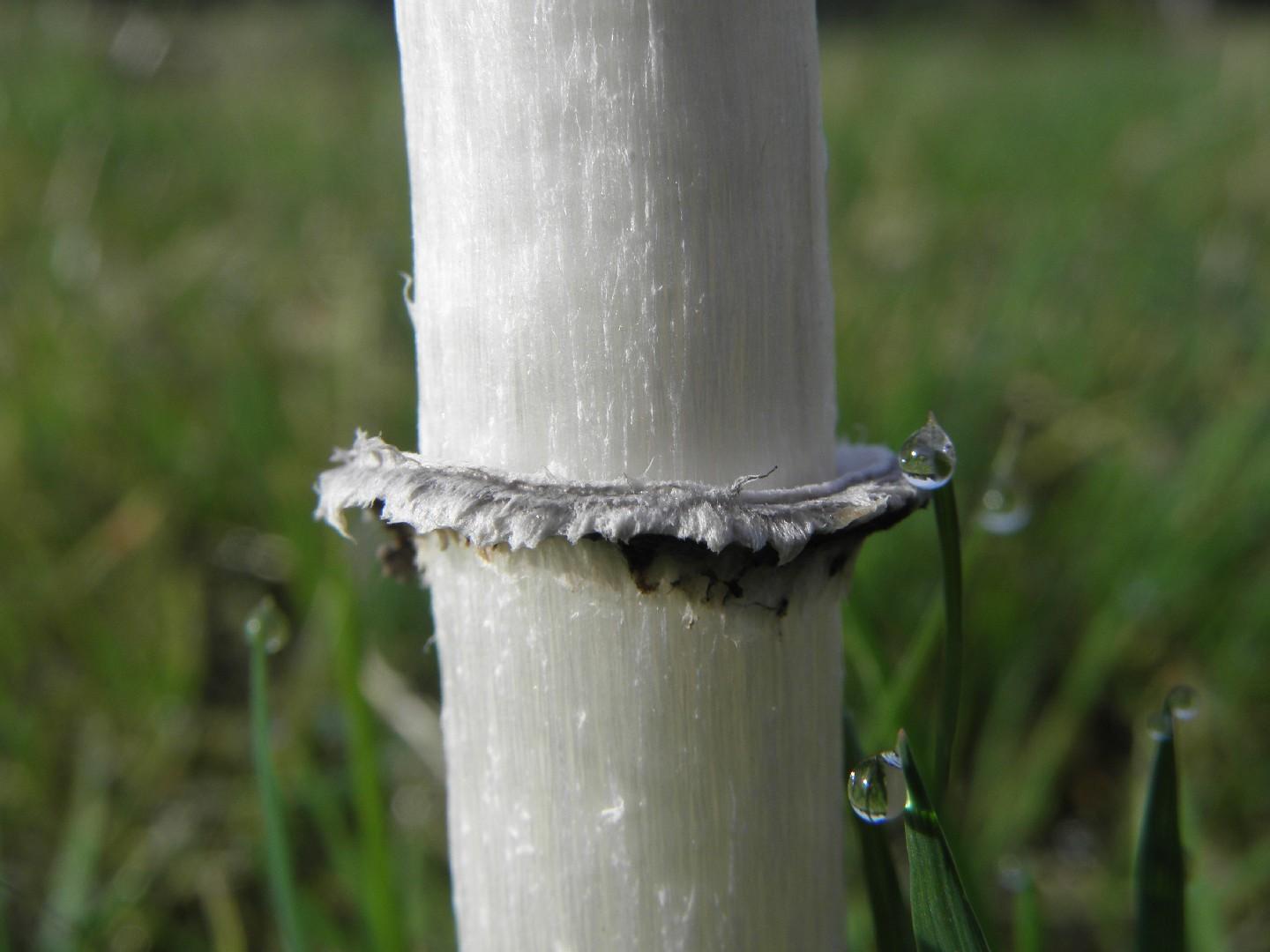 Shaggy mane thumbnail 2