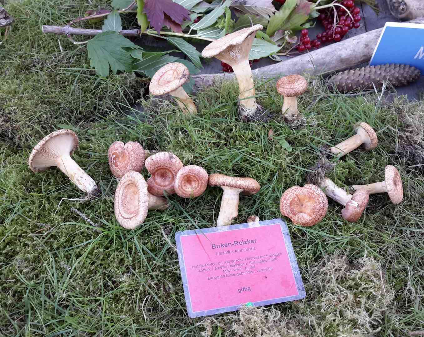 Woolly milkcap (Lactarius torminosus) thumbnail 3