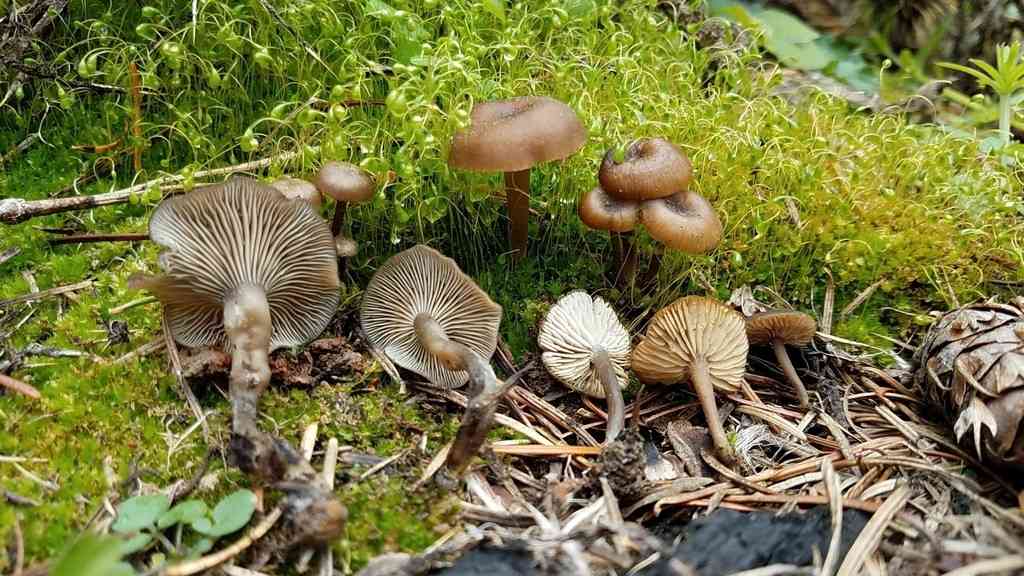 Myxomphalia maura (Myxomphalia maura) thumbnail 2