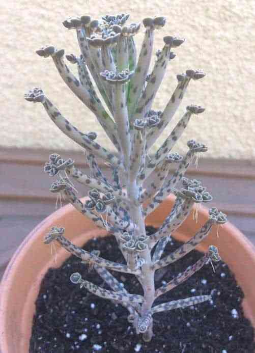 Chandelier plant