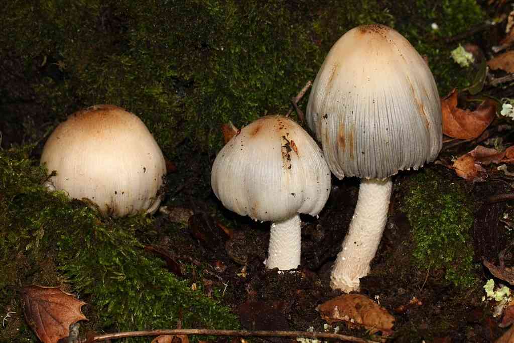 Coprinopsis insignis (Coprinopsis insignis) thumbnail 2