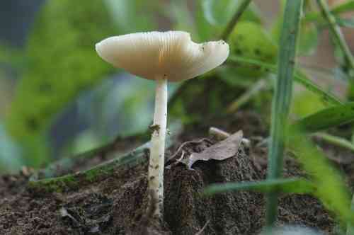Destroying angel (Amanita bisporigera) thumbnail 3