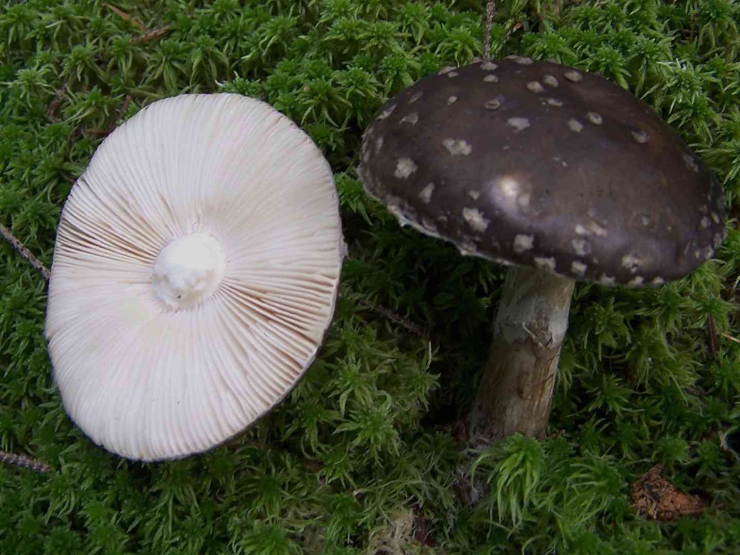 Grey veiled Amanita (Amanita porphyria) thumbnail 1