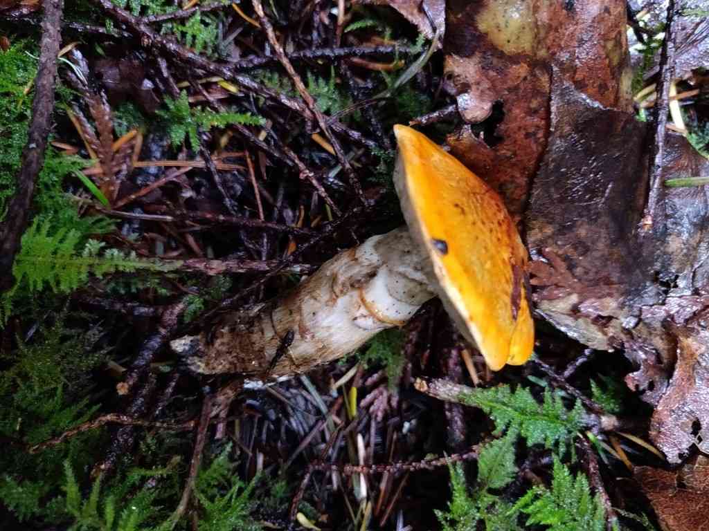 Booted knight (Tricholoma focale) thumbnail 2