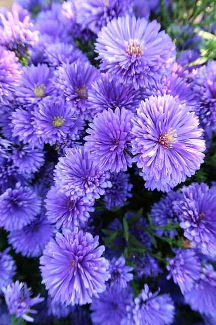 New york aster