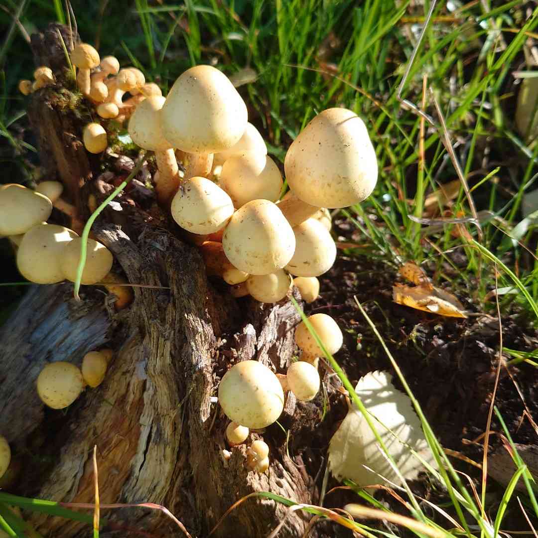 Alder scalycap (Pholiota alnicola) thumbnail 1