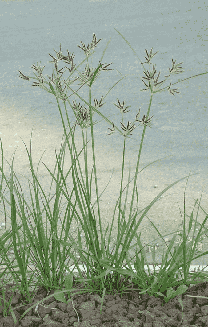 Nut grass