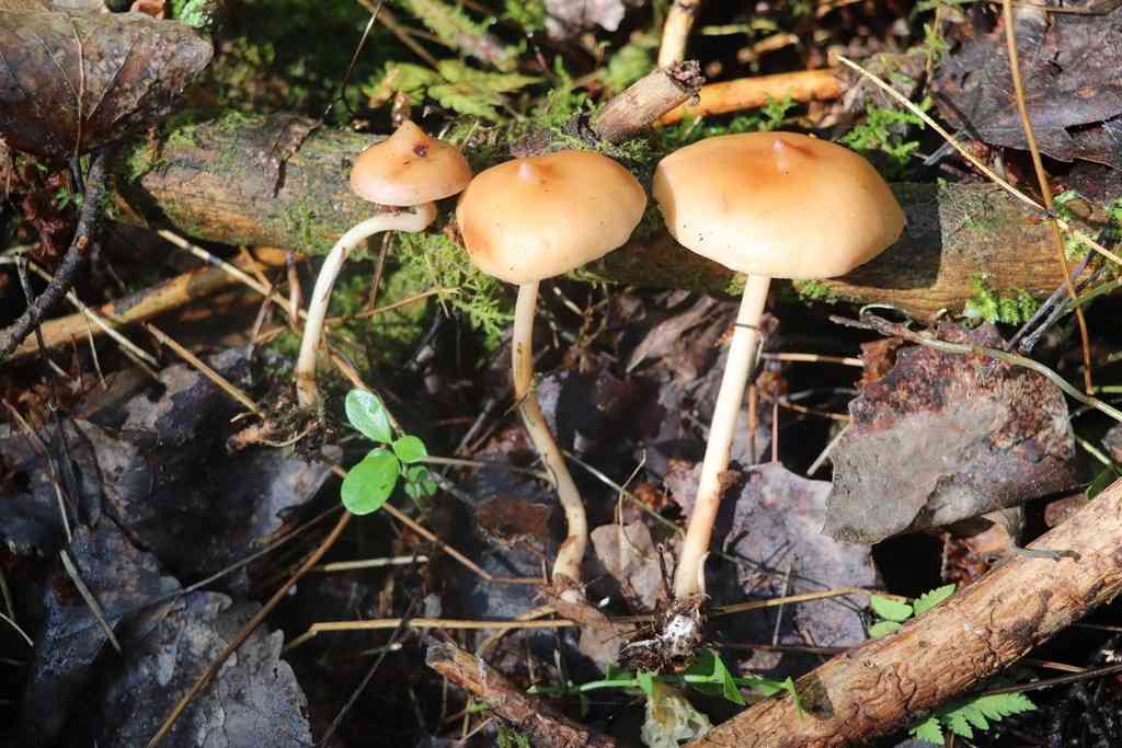 Toothed toughshank (Rhodocollybia prolixa) thumbnail 1