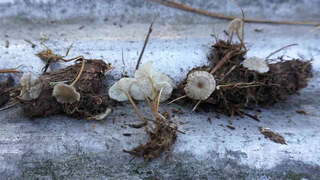 Strobilurus albipilatus (Strobilurus albipilatus) thumbnail 2
