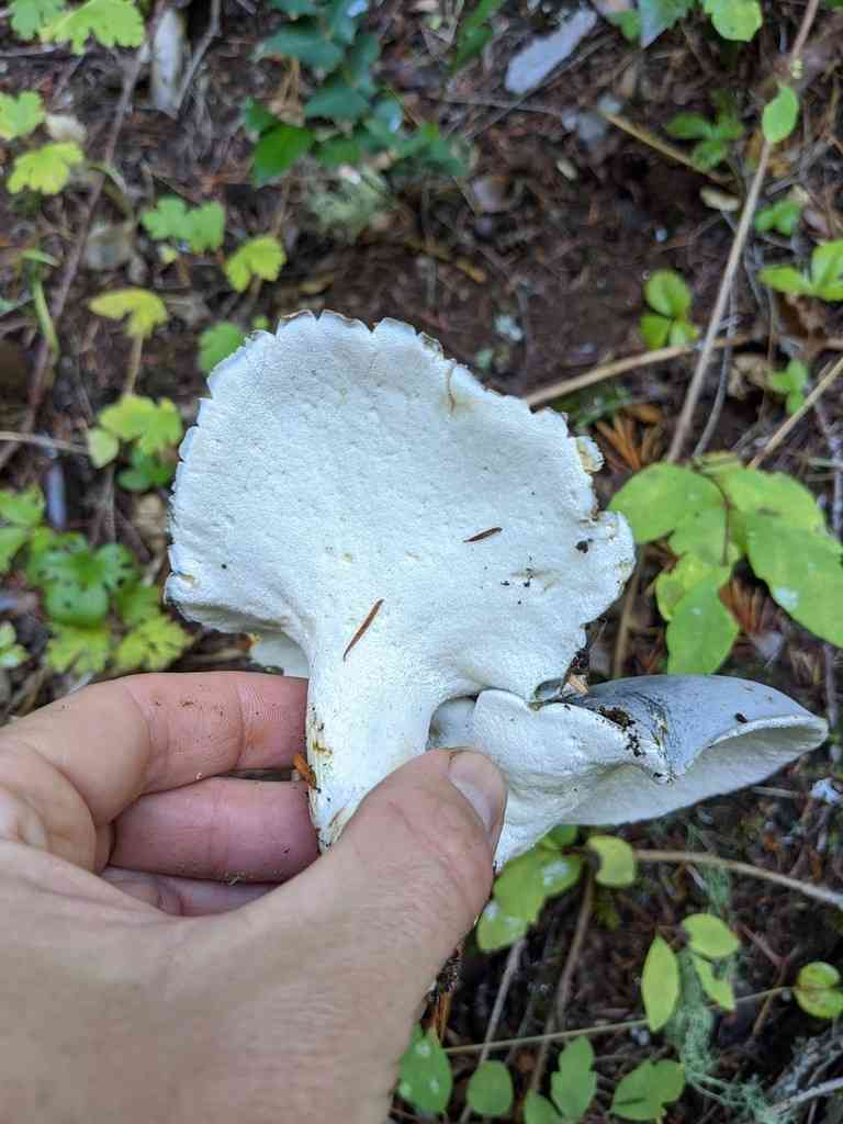 Blue knight (Albatrellopsis flettii) thumbnail 3