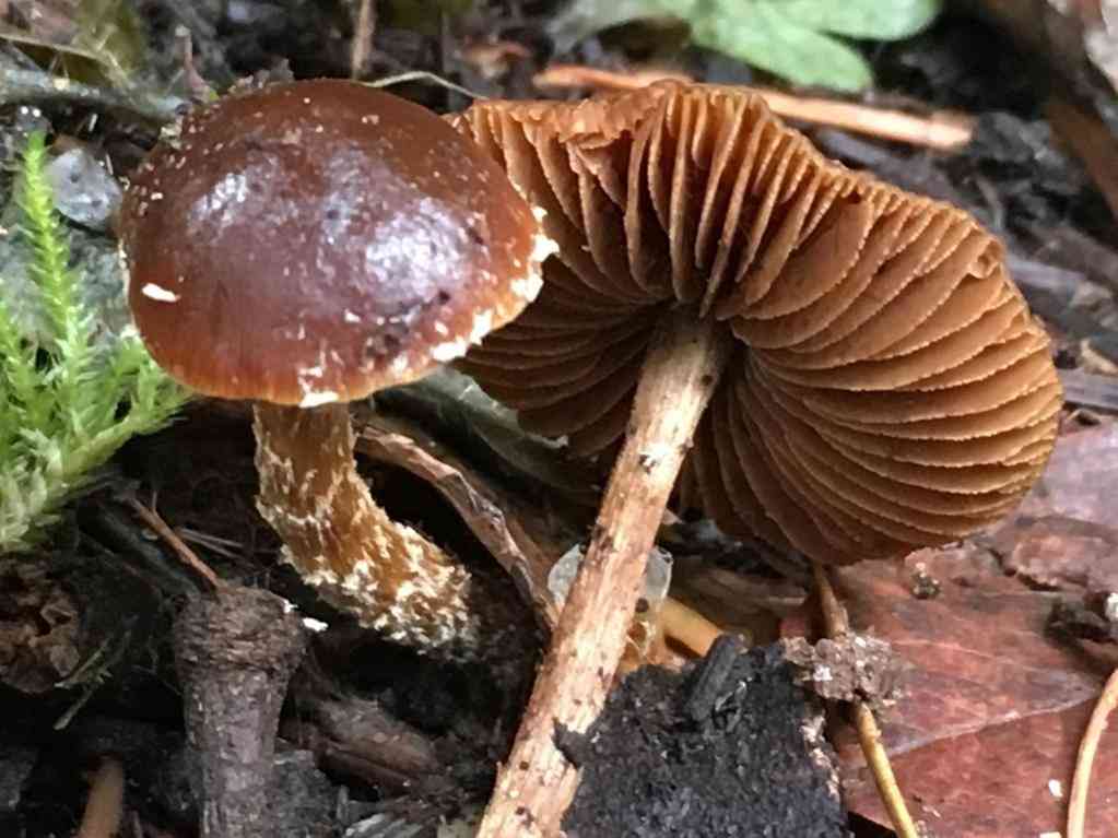 Deconica crobula (Deconica crobula) thumbnail 2