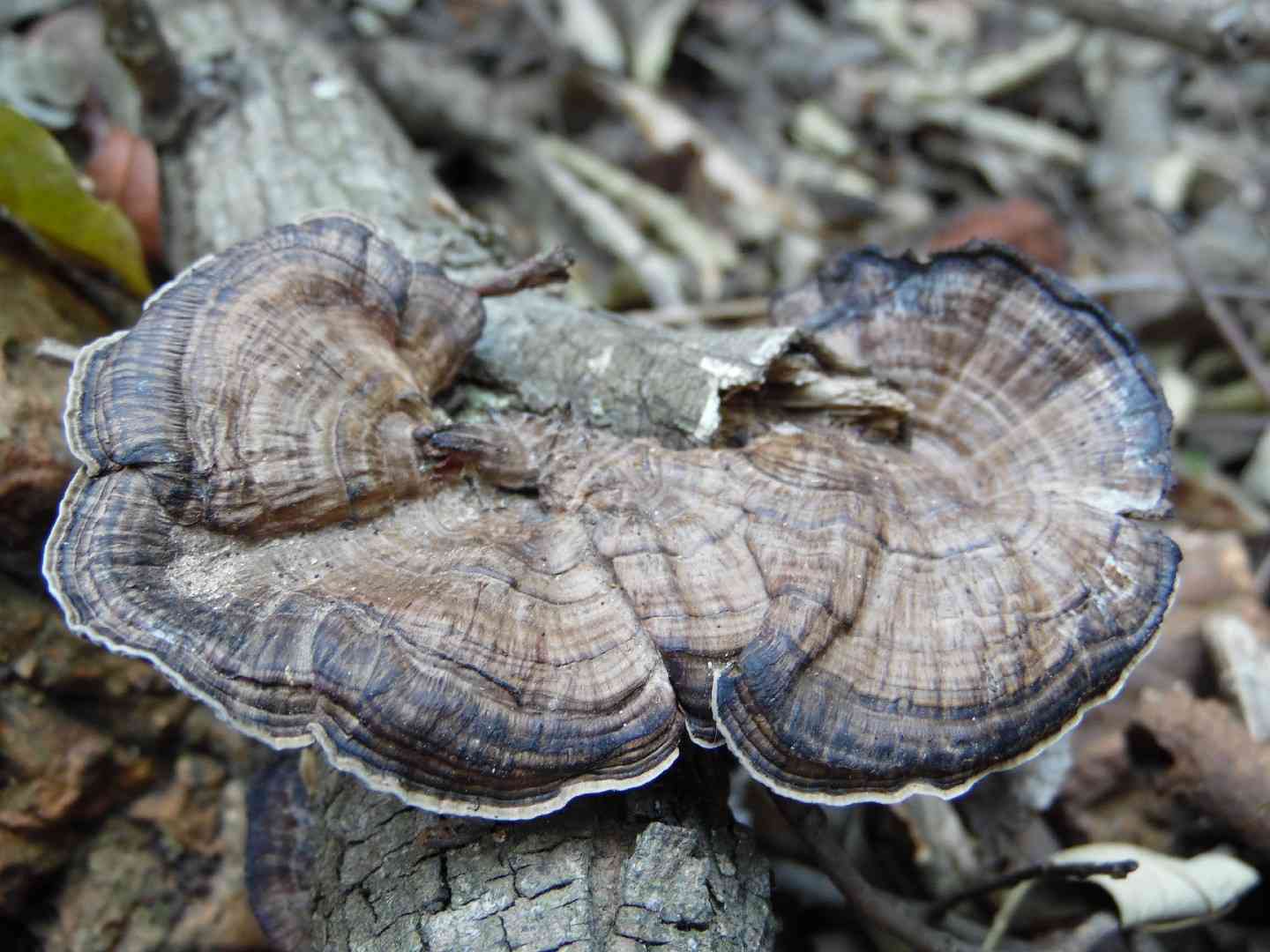 Hexagonia tenuis (Hexagonia tenuis) thumbnail 1