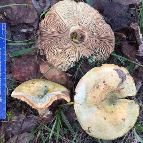 Saffron milk cap (Lactarius deliciosus) thumbnail 2