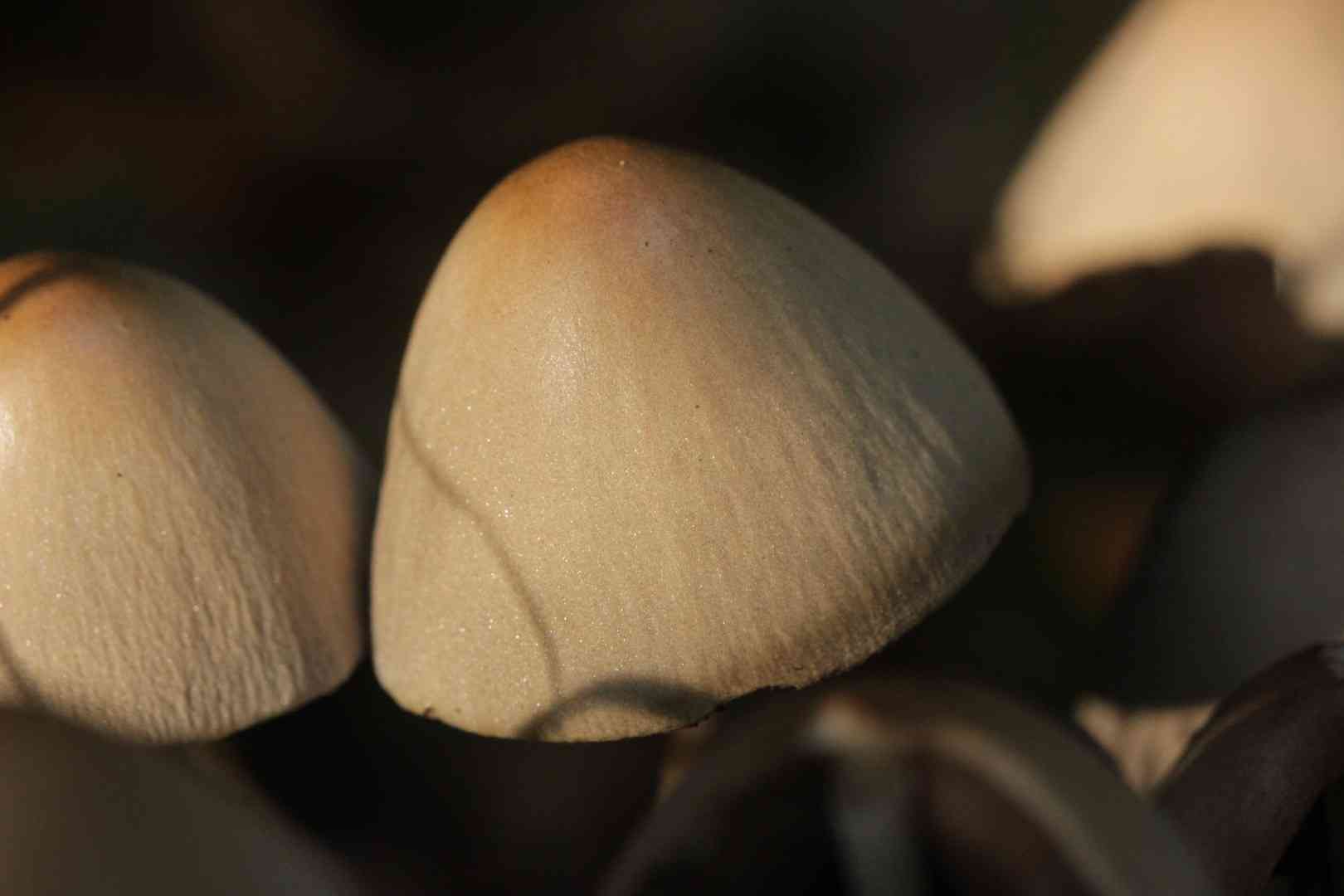 Conical brittlestem (Parasola conopilus) thumbnail 2