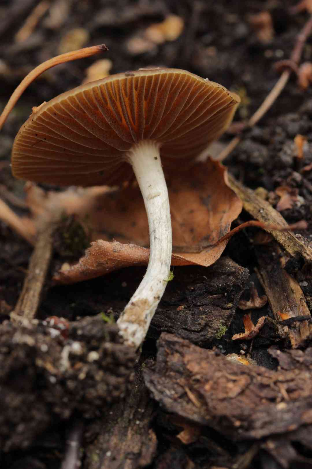 Wavy caps (Psilocybe cyanescens) thumbnail 2