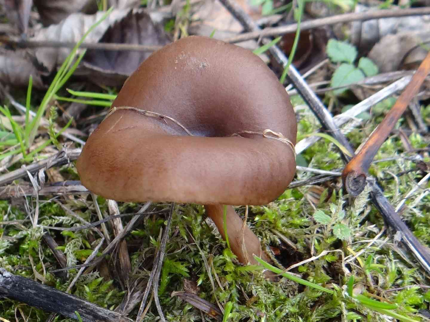 Myxomphalia maura (Myxomphalia maura) thumbnail 3