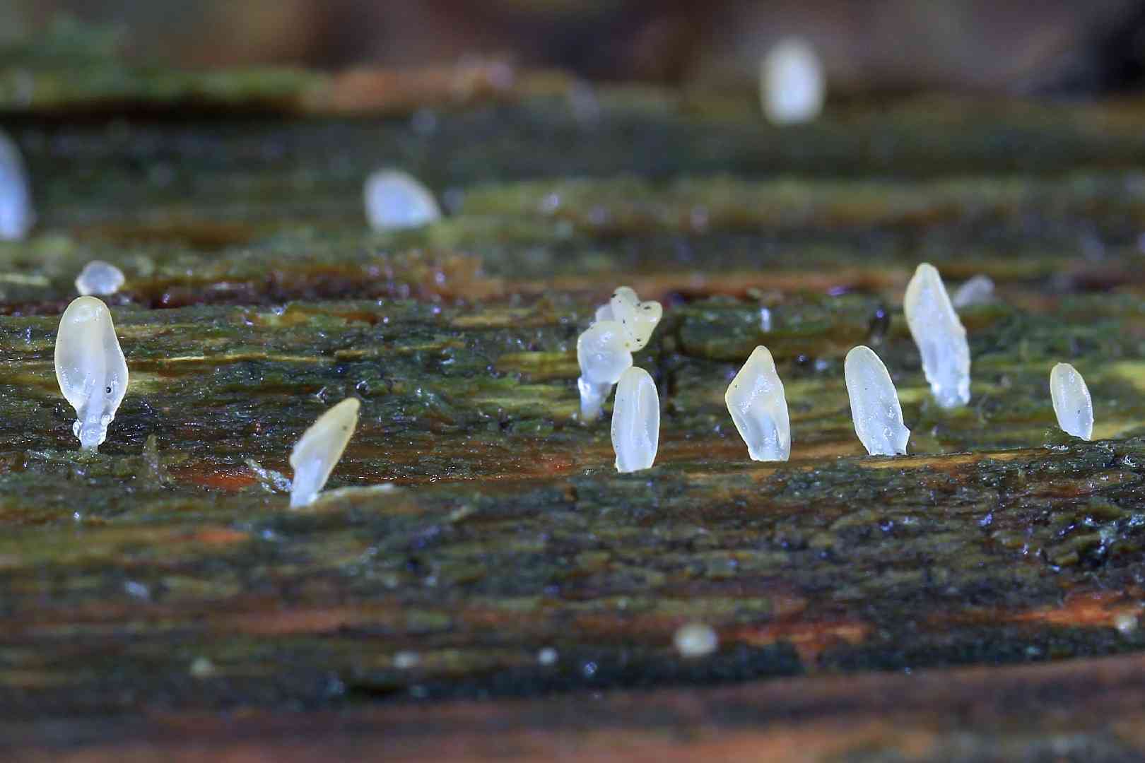 Pale stagshorn
