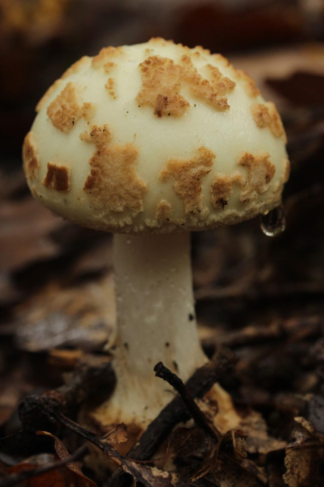 False death cap