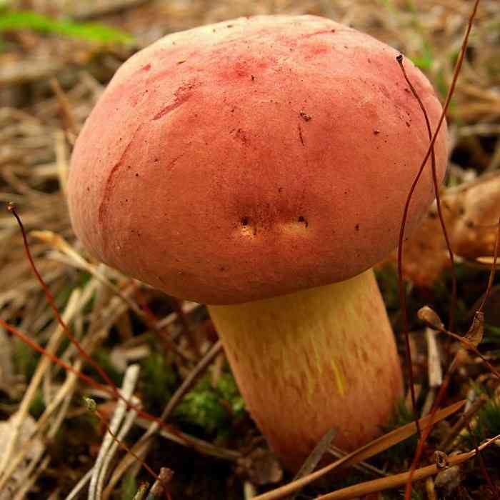 Two-colored bolete (Baorangia bicolor) thumbnail 2