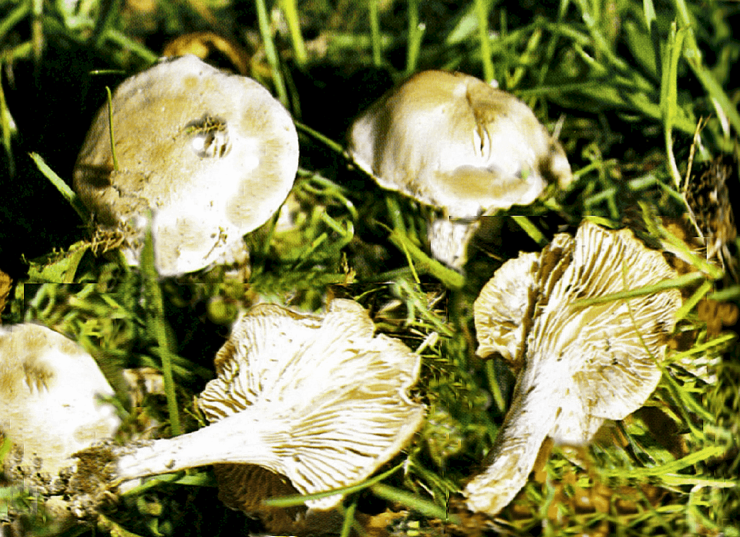 Fool's funnel (Clitocybe rivulosa) thumbnail 3