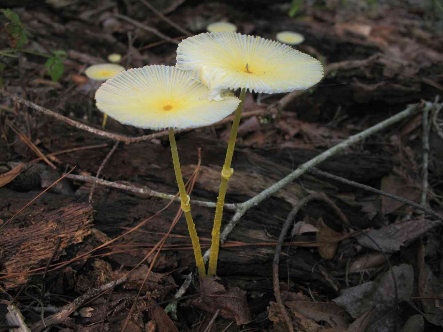 Fragile dapperling (Leucocoprinus fragilissimus) thumbnail 3