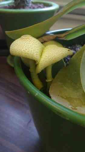 Flowerpot parasol (Leucocoprinus birnbaumii) thumbnail 2