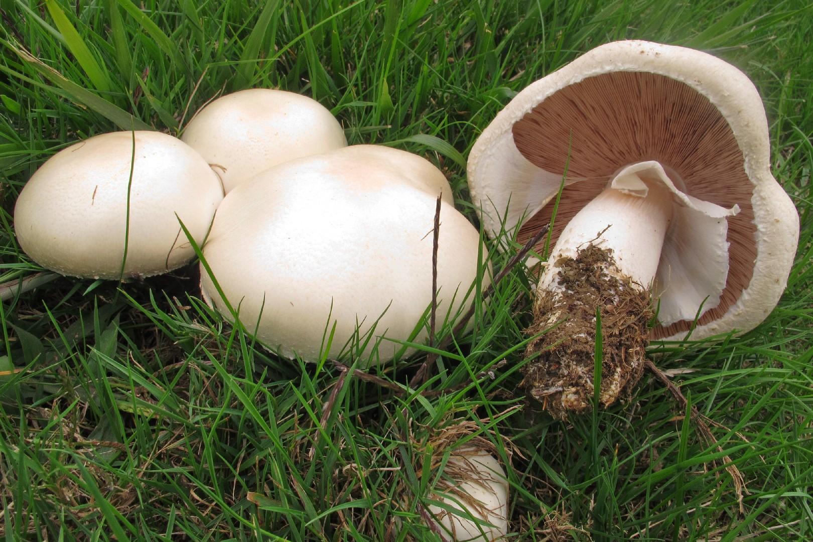 Horse mushroom