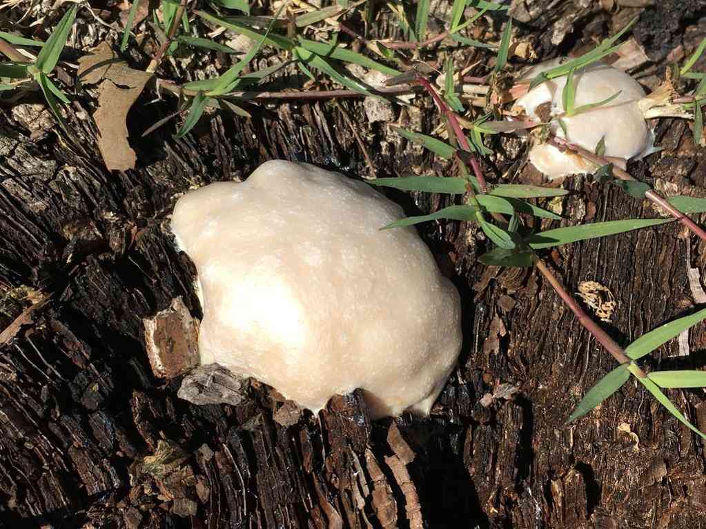 False puffball (Reticularia lycoperdon) thumbnail 3