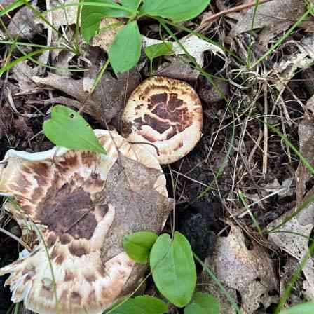 True booted knight (Tricholoma caligatum) thumbnail 1