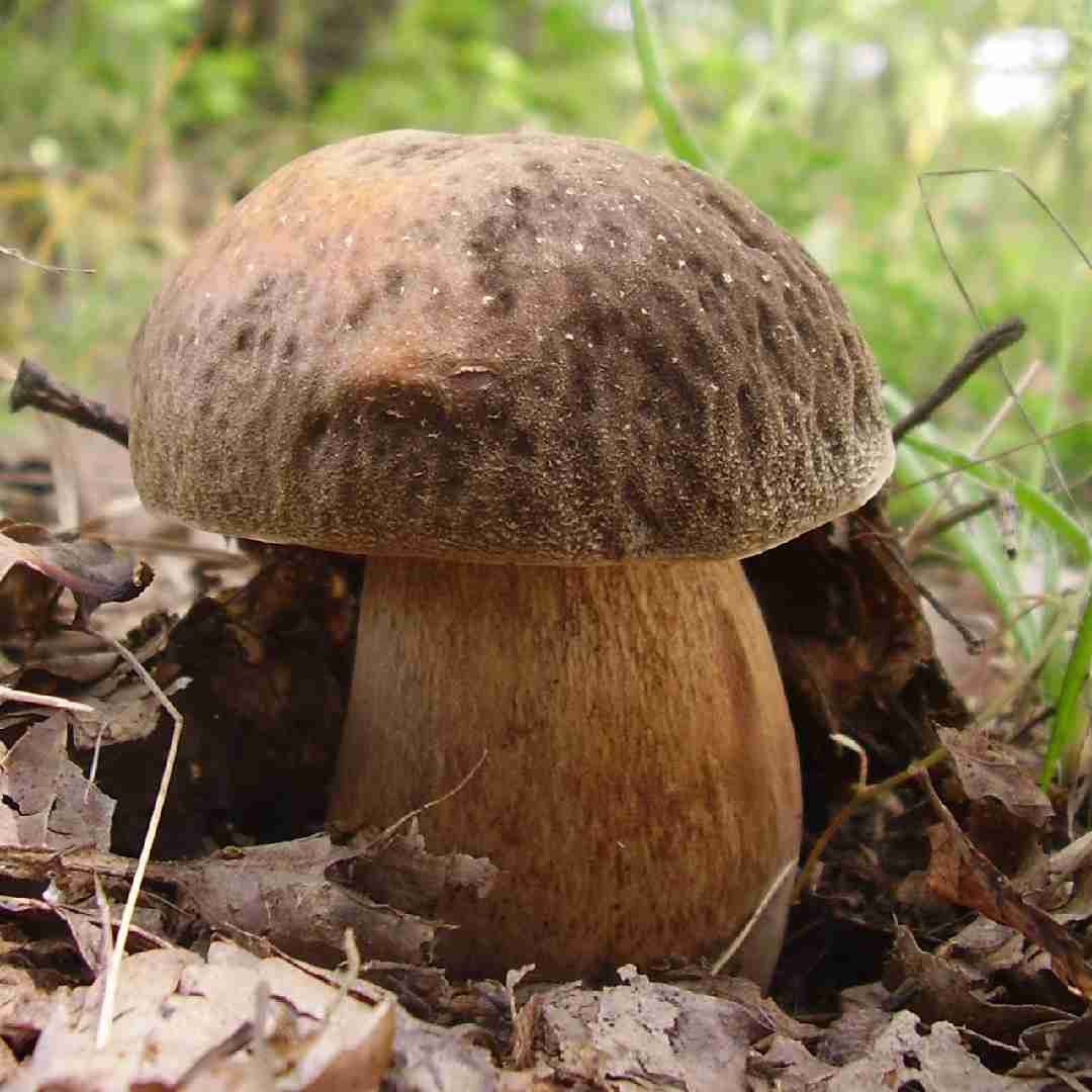 Bronze bolete (Boletus aereus)