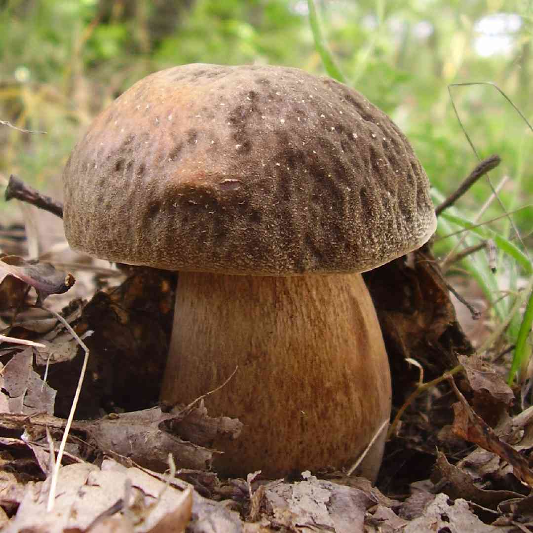Bronze bolete (Boletus aereus) thumbnail 1