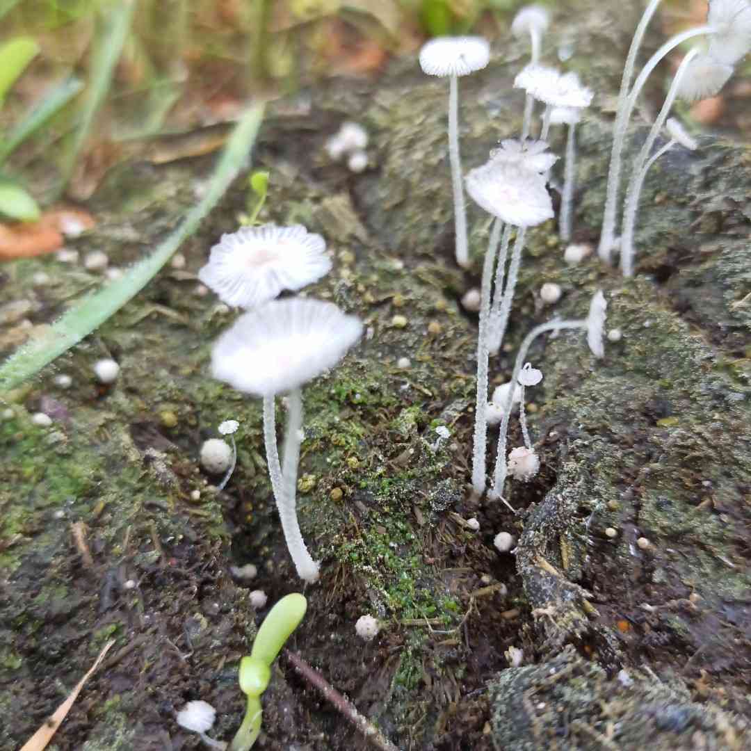 Coprinopsis stercorea (Coprinopsis stercorea) thumbnail 1