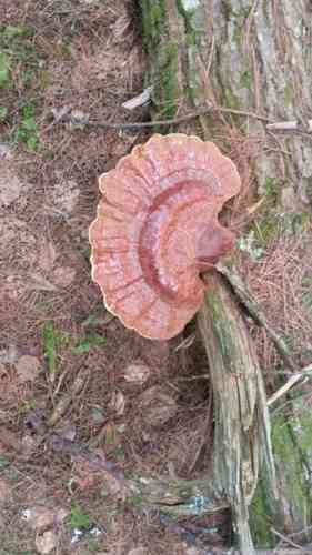 Hemlock varnish shelf (Ganoderma tsugae) thumbnail 3