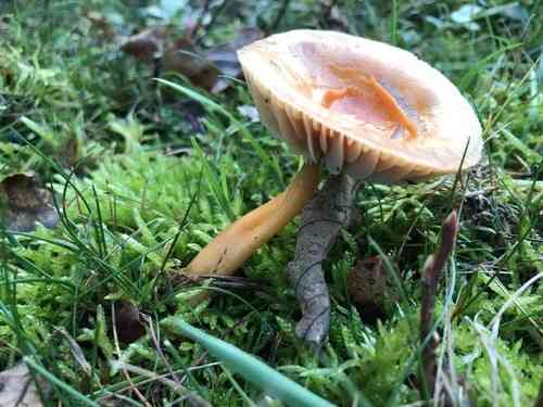 Heath waxcap (Gliophorus laetus) thumbnail 3