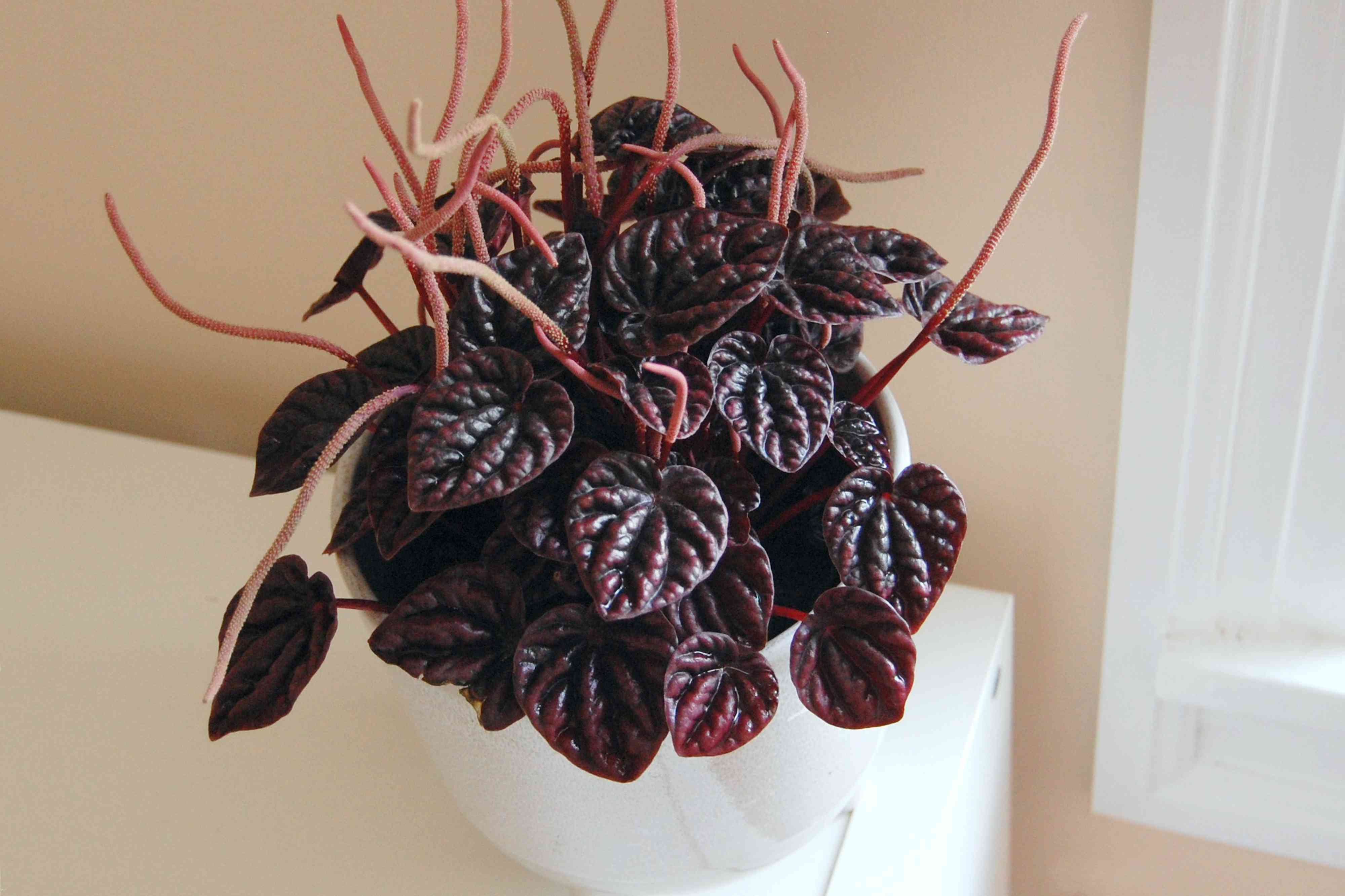 Emerald ripple peperomia
