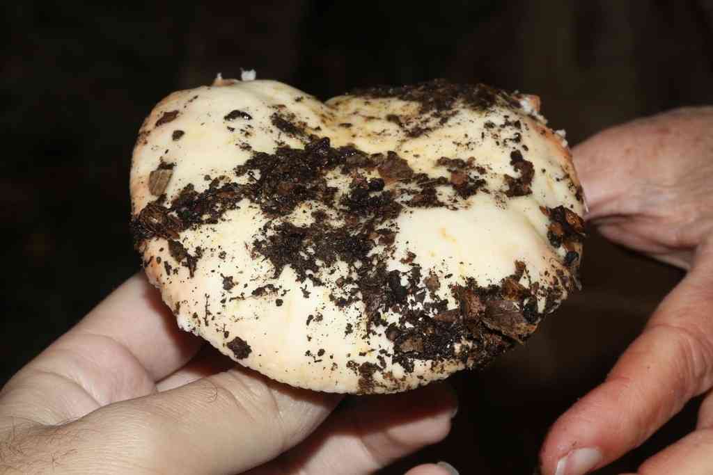 Short-stemmed russula (Russula brevipes) thumbnail 2