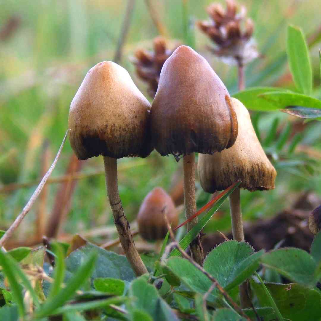 Mexican hallucinogenic mushroom (Psilocybe mexicana) thumbnail 1
