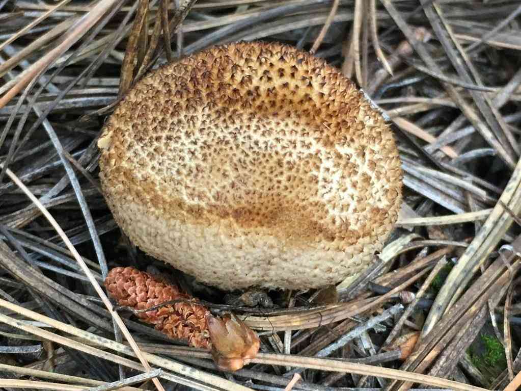 Soft puffball (Lycoperdon molle) thumbnail 2