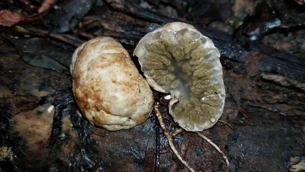 Protubera sabulonensis (Protubera sabulonensis) thumbnail 2