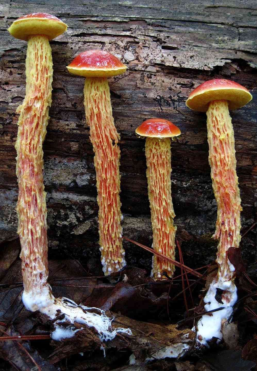 Shaggy-stalked bolete (Heimioporus betula) thumbnail 1