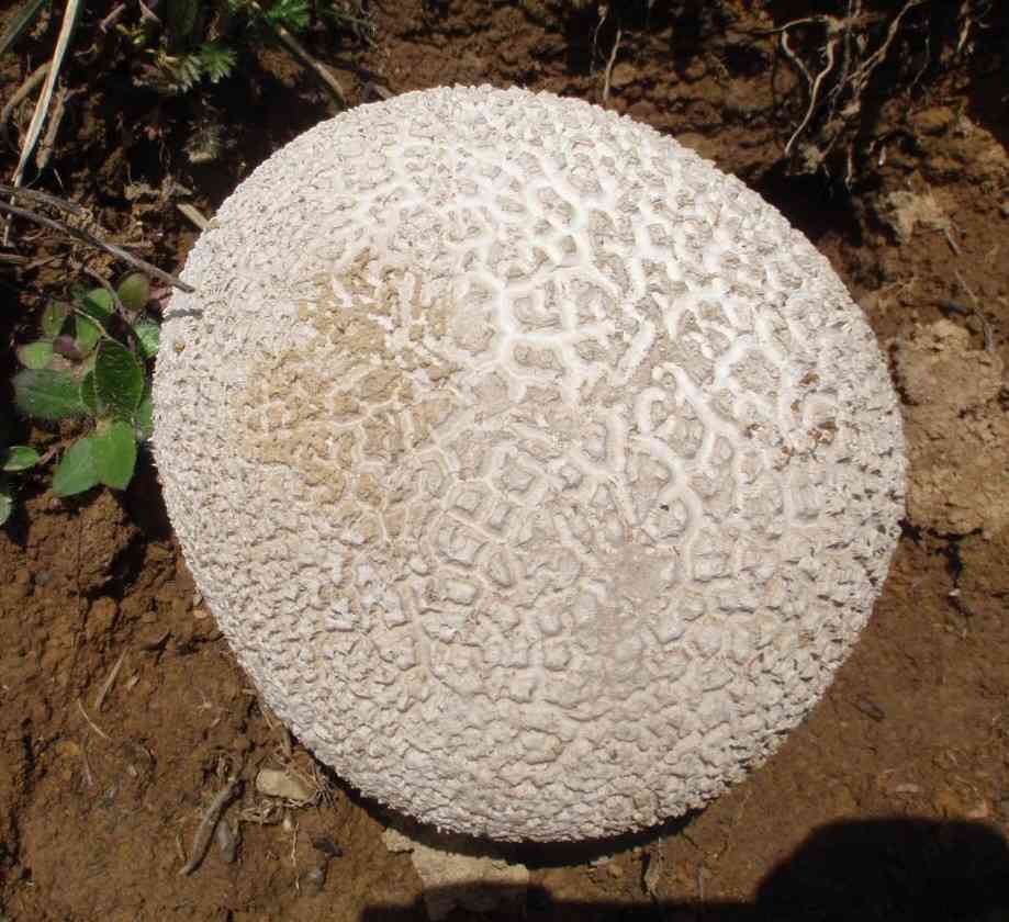 Mosaic puffball (Lycoperdon utriforme) thumbnail 2