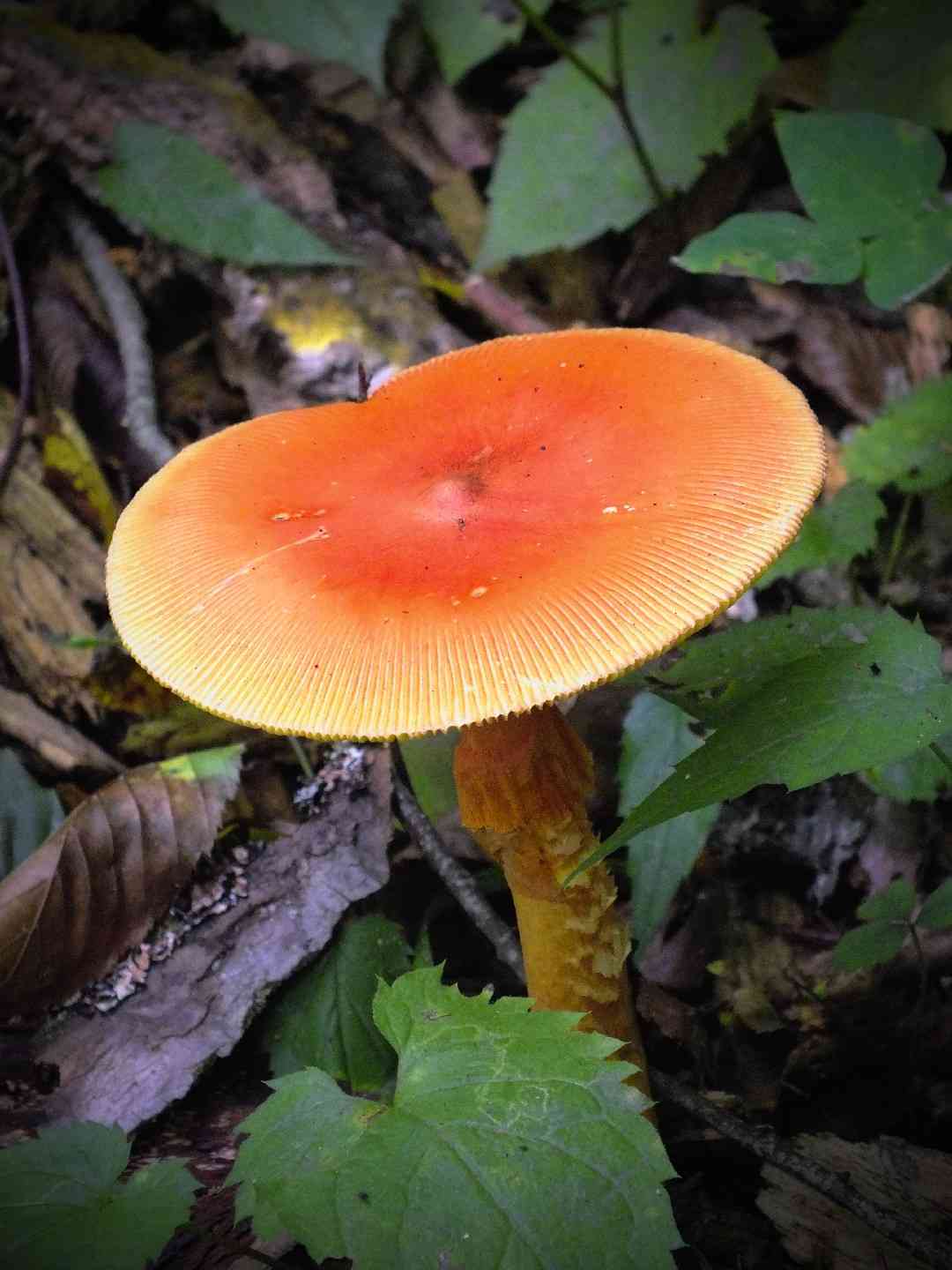 Jackson's slender caesar