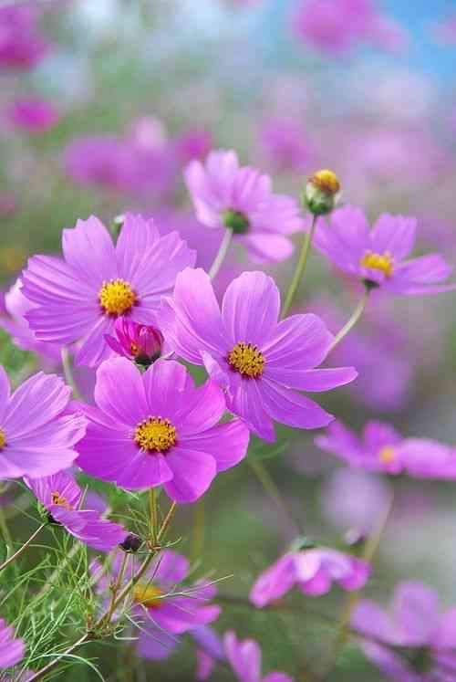 Garden cosmos