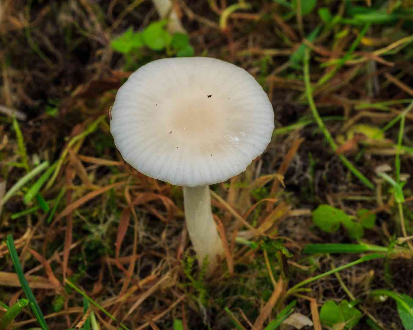 Snowy waxcap
