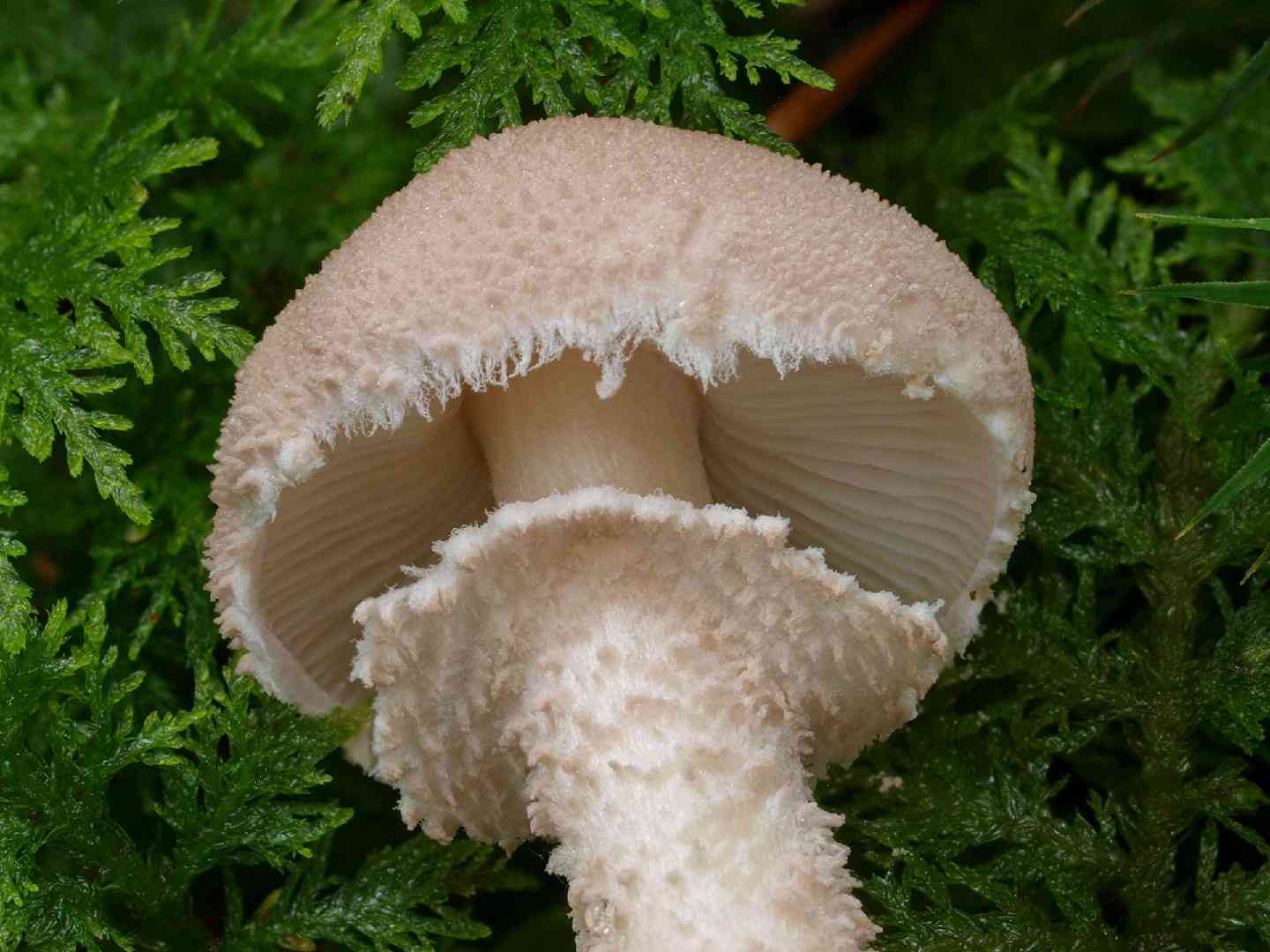 Pearly powdercap (Cystoderma carcharias) thumbnail 3