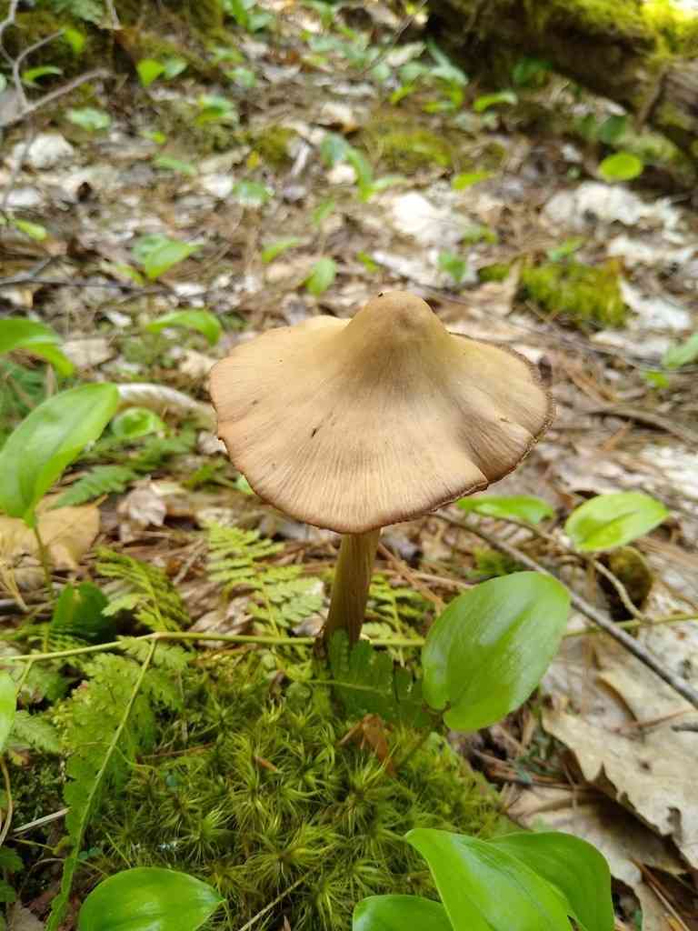Straight-stalked Entoloma (Entoloma strictius) thumbnail 1